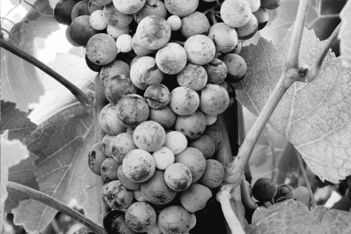 Fruitfullness for the New Year.